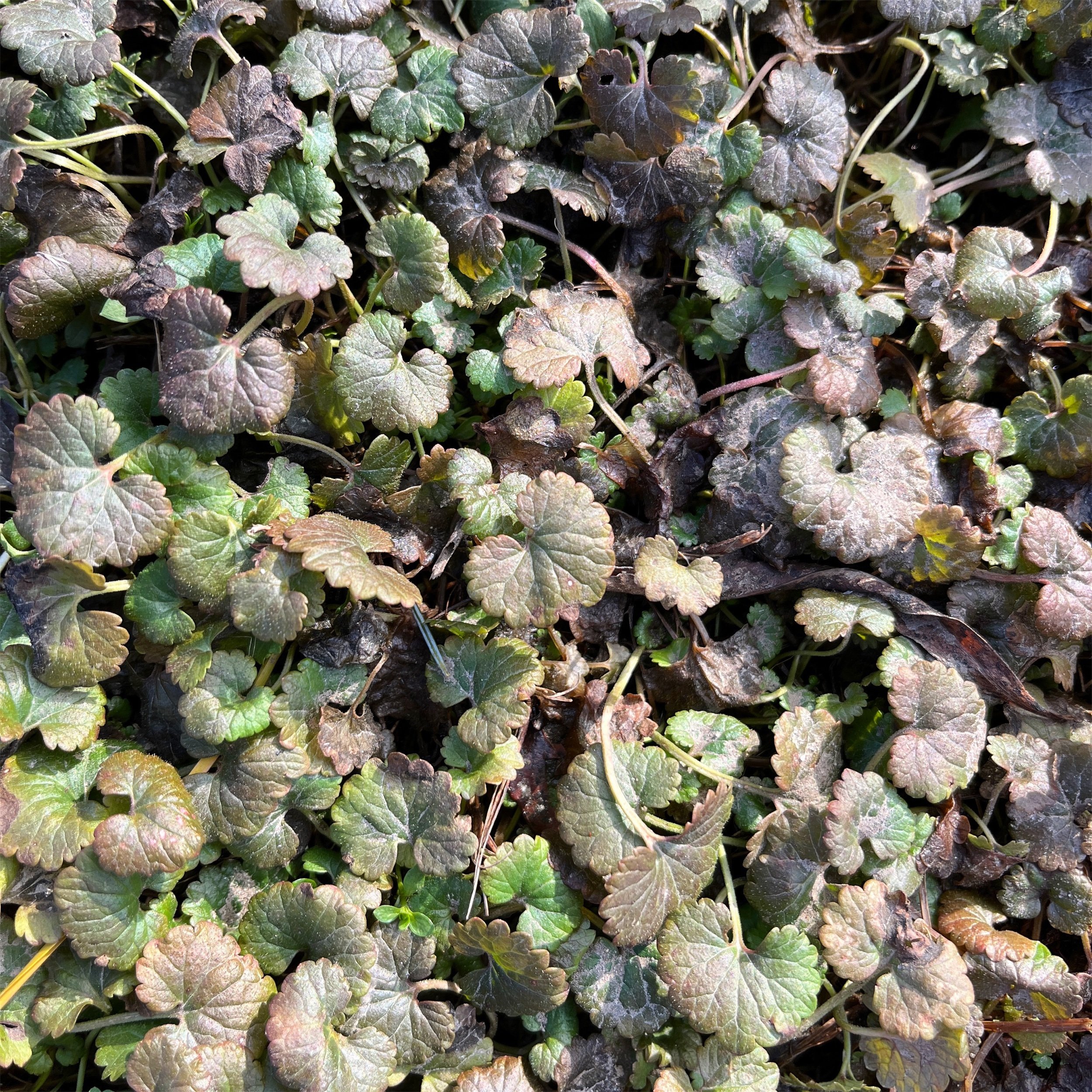  Hello, ground ivy. 