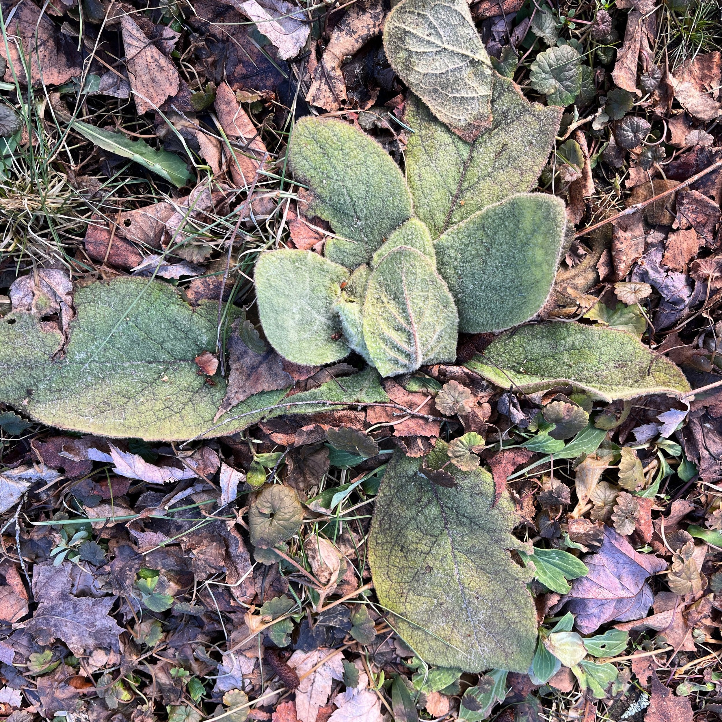  Hello, mullein. 