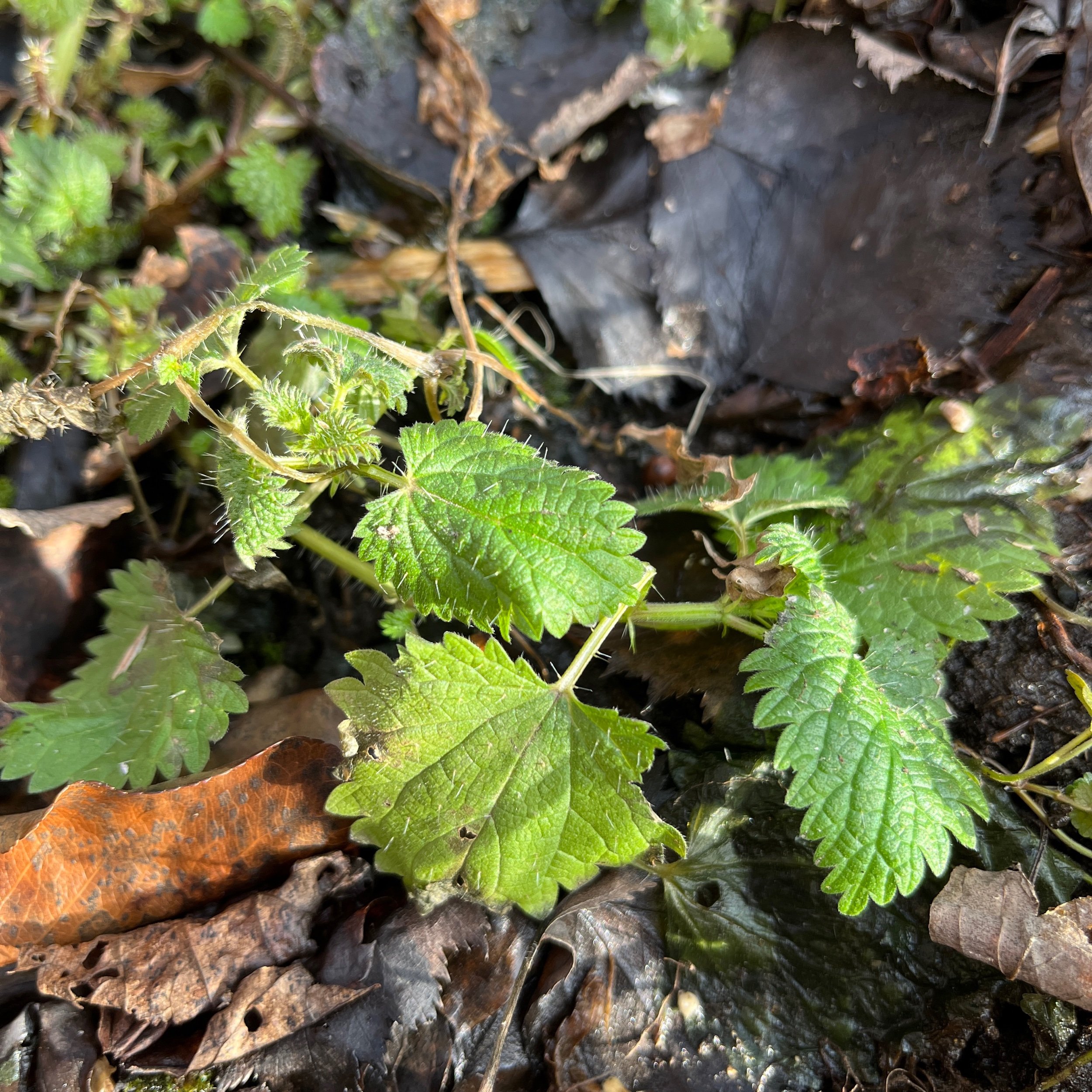  Hello, nettle. 