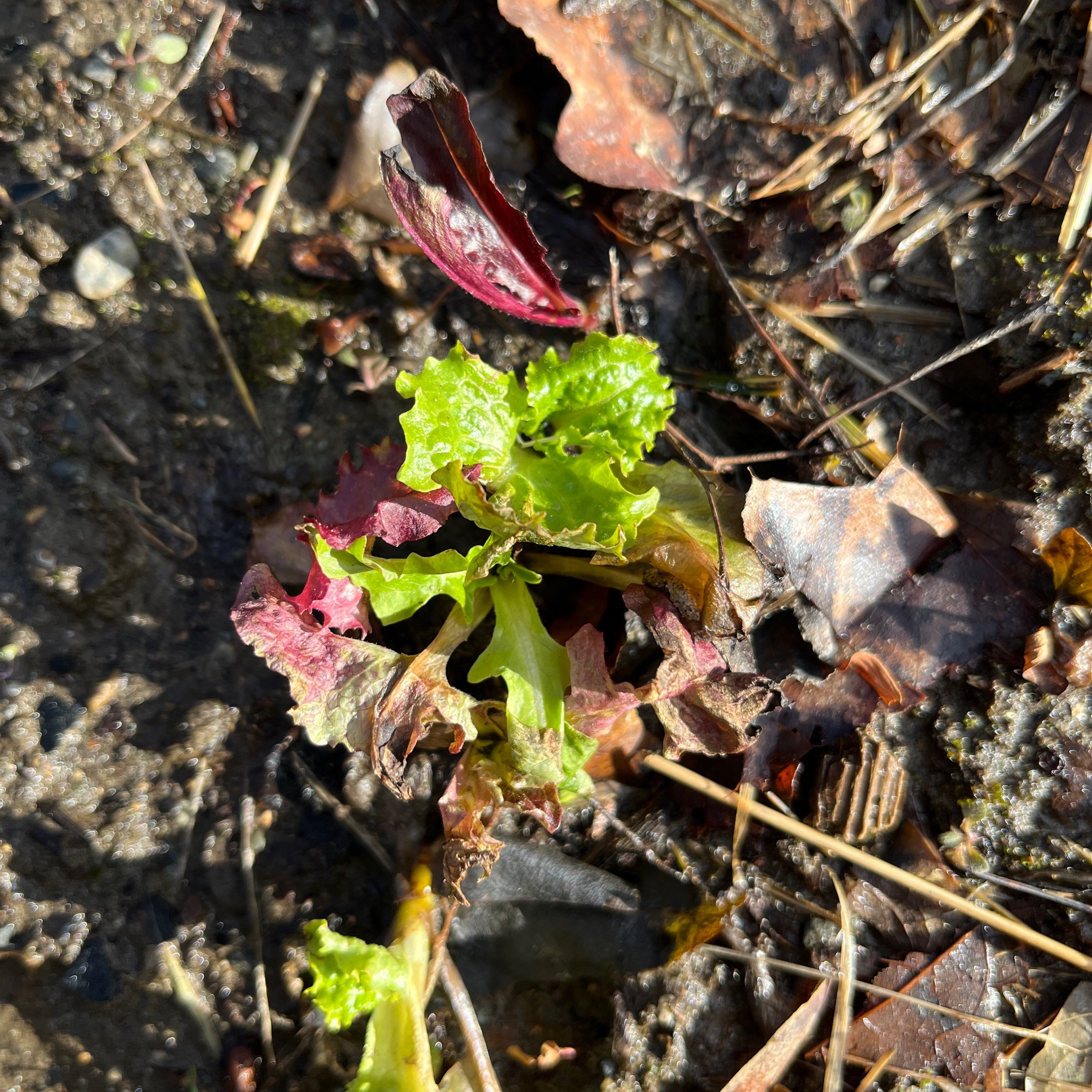  Hello, lettuce. 