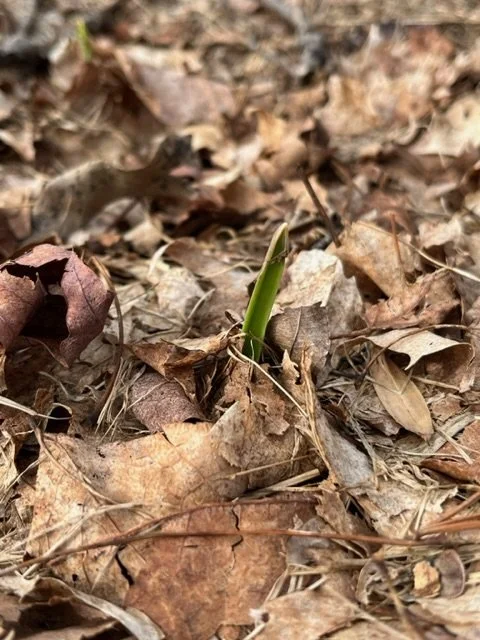 garlic shoot under leaf mulch