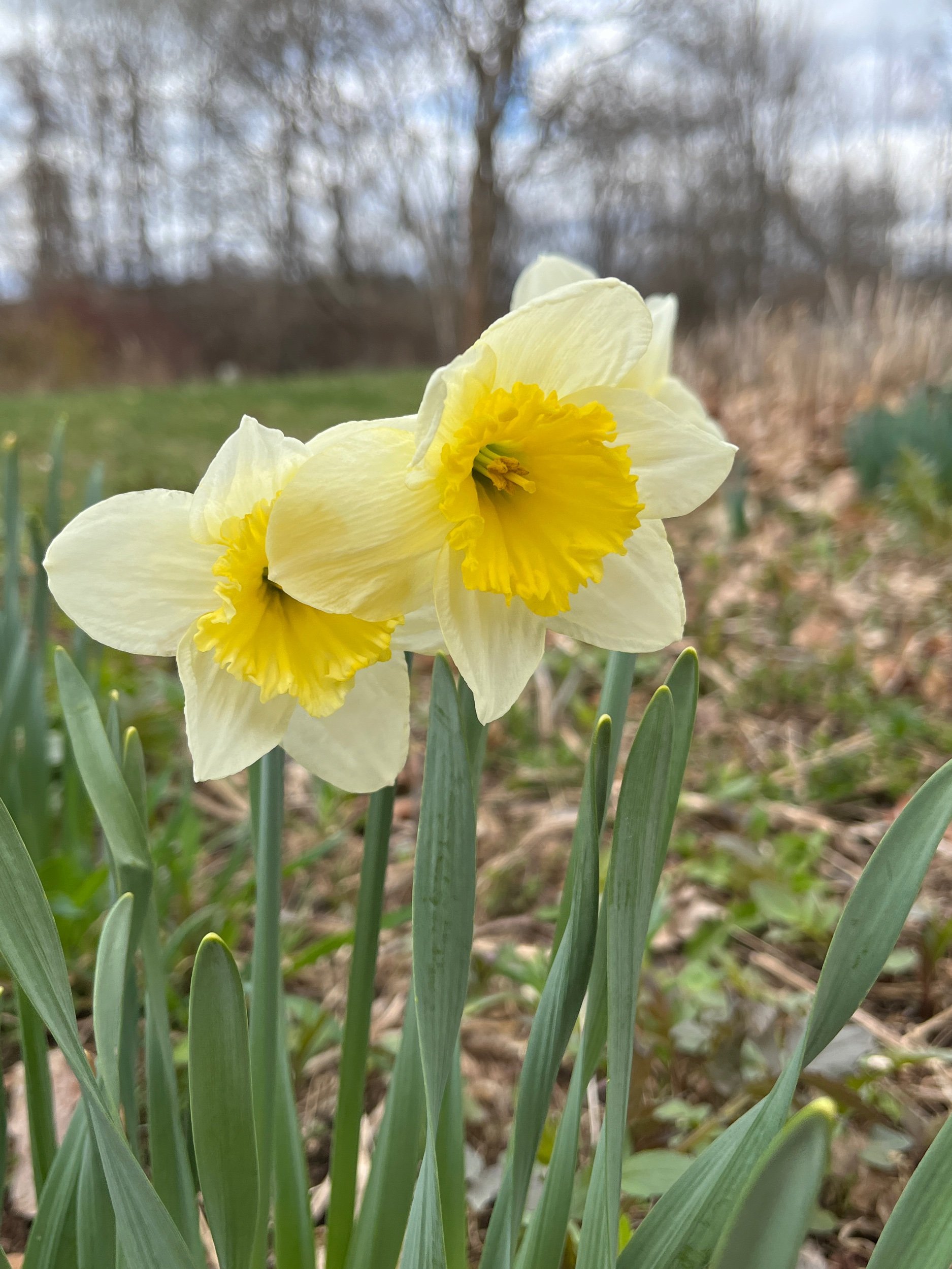  Daffodils are finally emerging in the north country. It has been so warm that they feel late, but they are always right on time. 