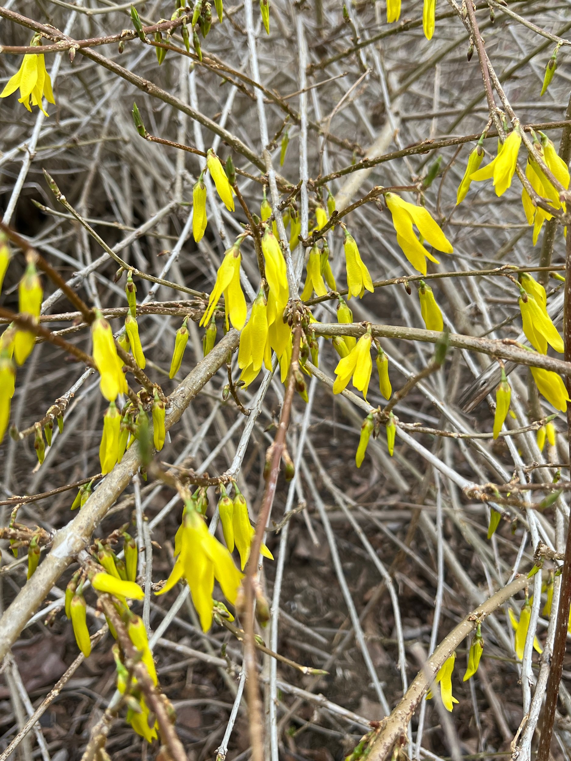 the first few forsythia blossoms 