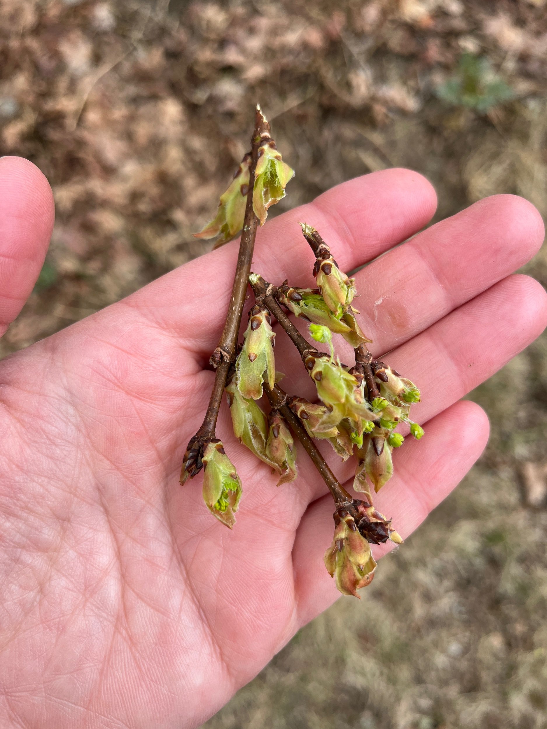  The ground under one of the maple trees is littered with twigs and buds that the critters have been nibbling. 