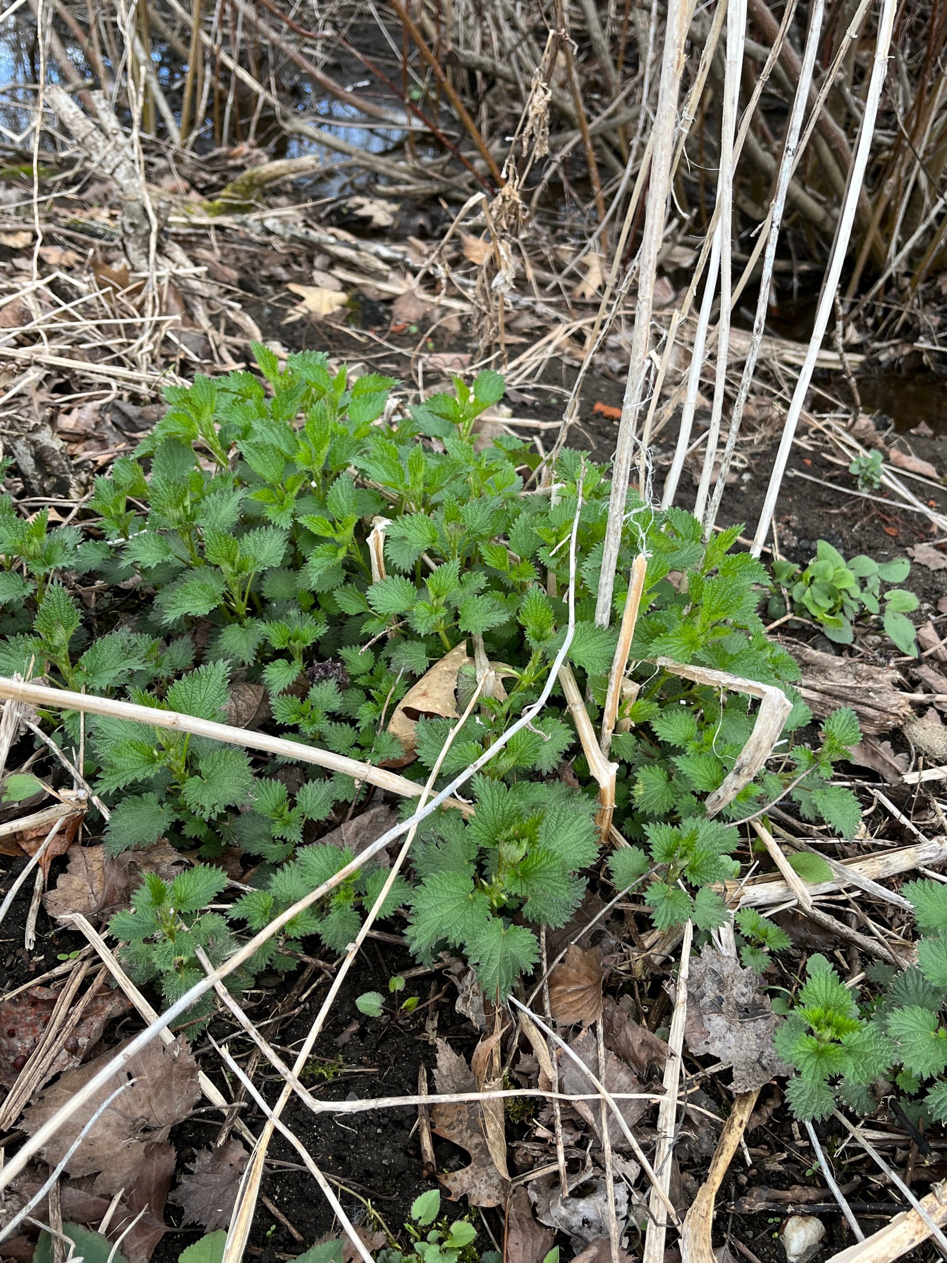  I am patiently awaiting the nettles to grow a little taller before harvesting them for drying. They can be eaten this time of year, but I orefer to preserve them to make “green milk” the rest of the year. 