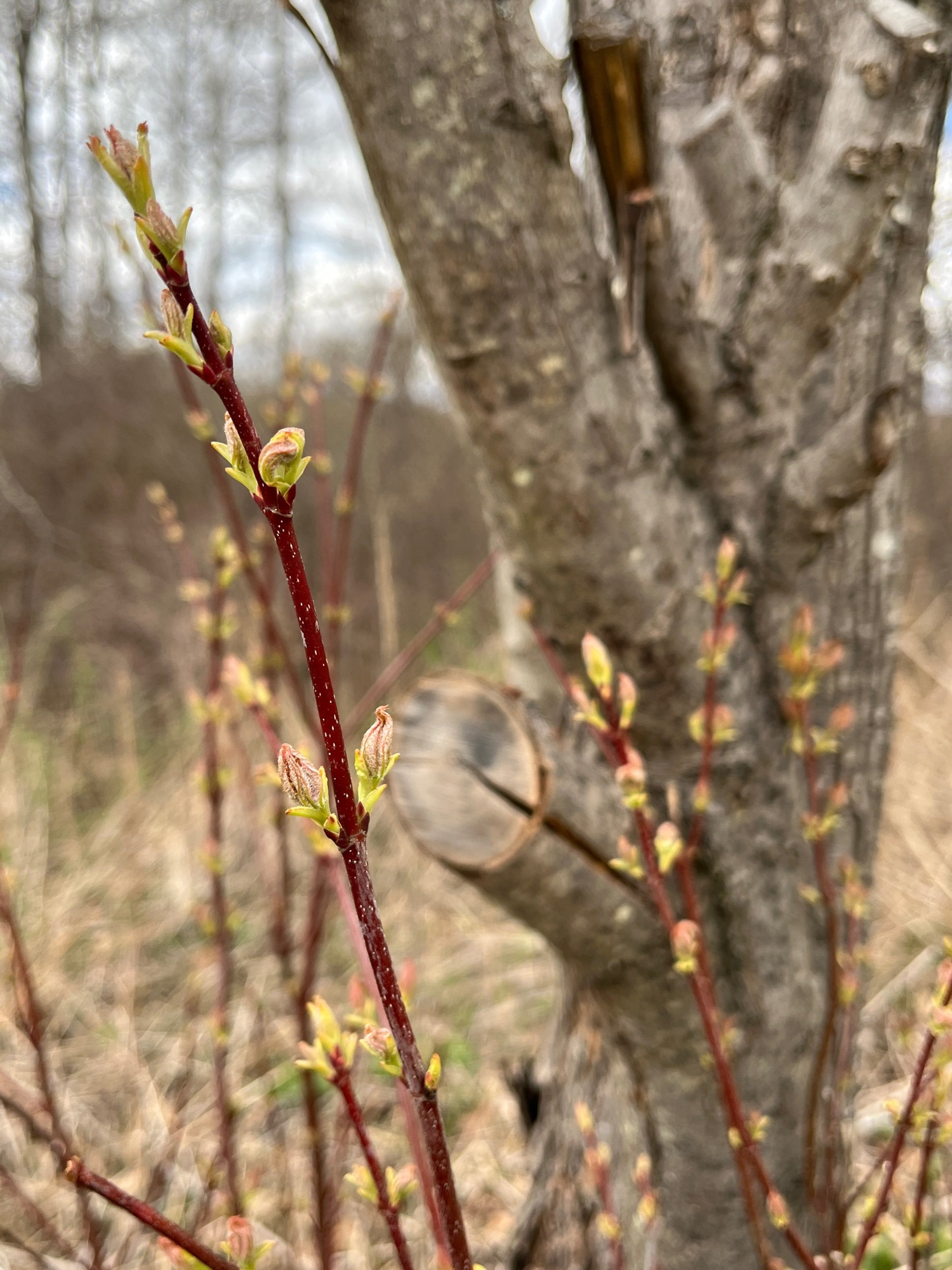  Maple buds. Spring foliage season is almost here! 