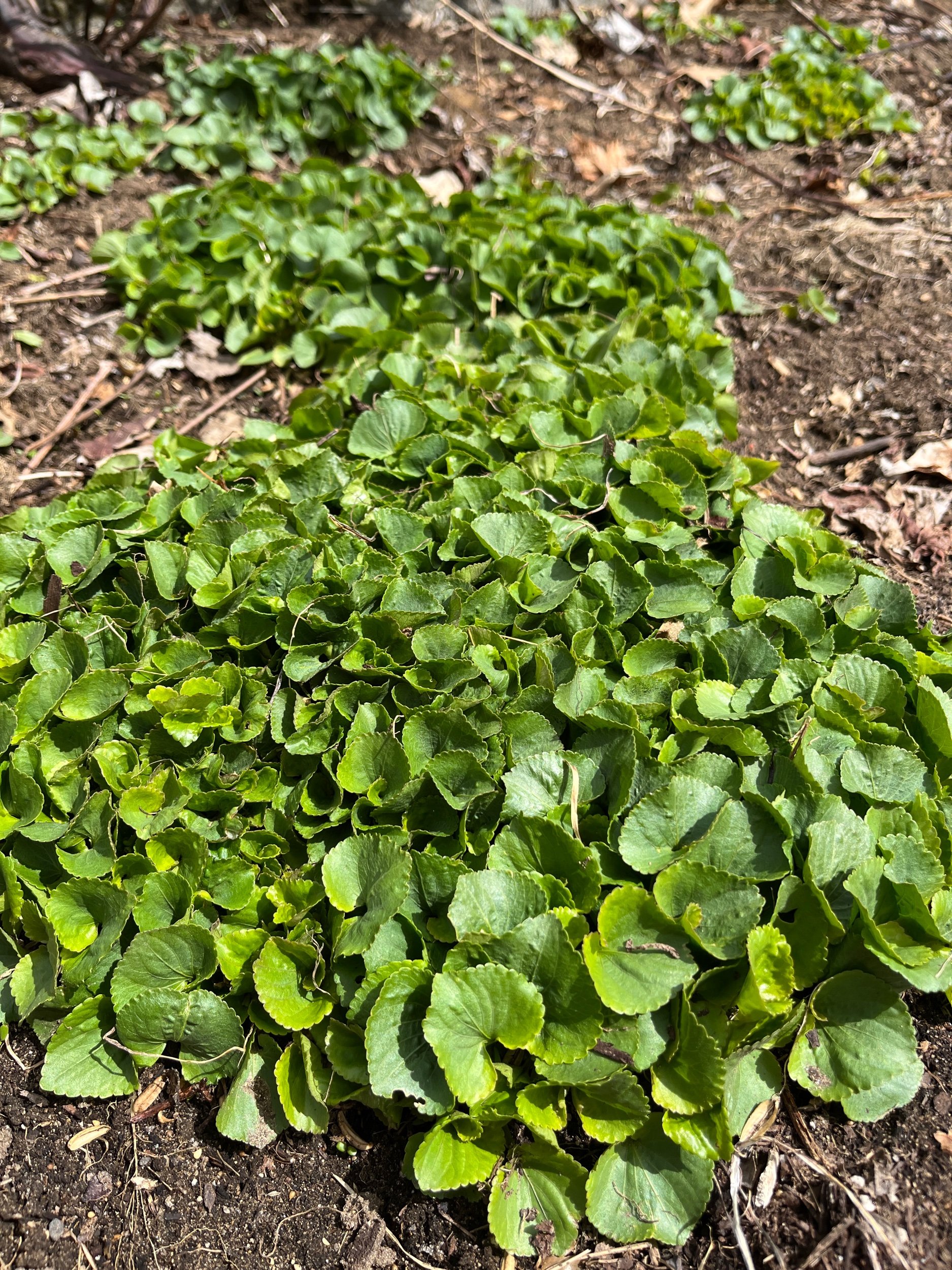  I have been cultivating the violets for a few years now, and they are just loving the space and care they are receiving. They are quickly colonizing the beds that I have set aside for them. 