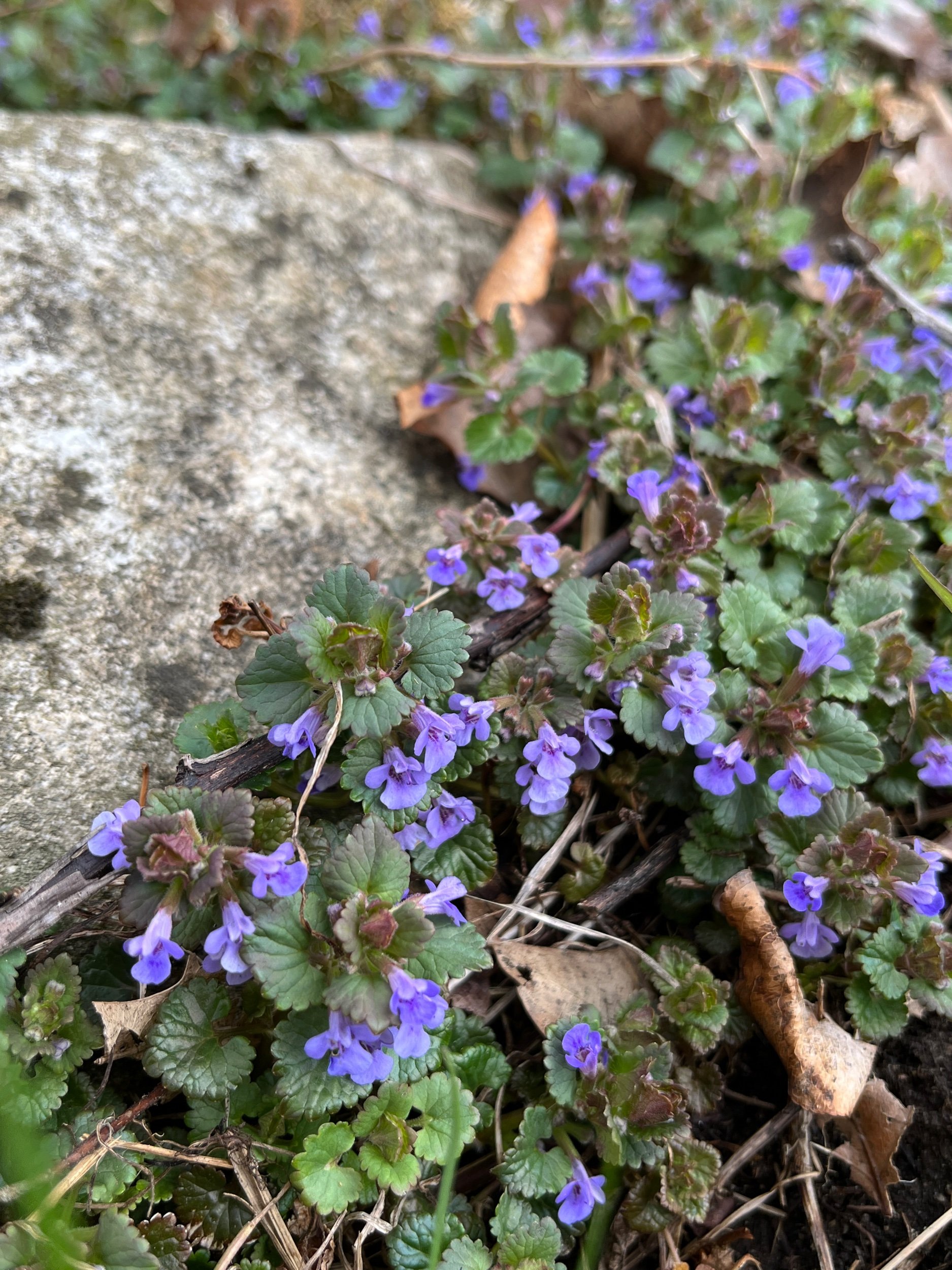  I can’t believe the ground ivy is blooming already! This really is one of the hardiest plants. It is invasive in the garden beds but fills a niche in the rest of the yard where it is too shady for grass to thrive. And the pollinators love it! 