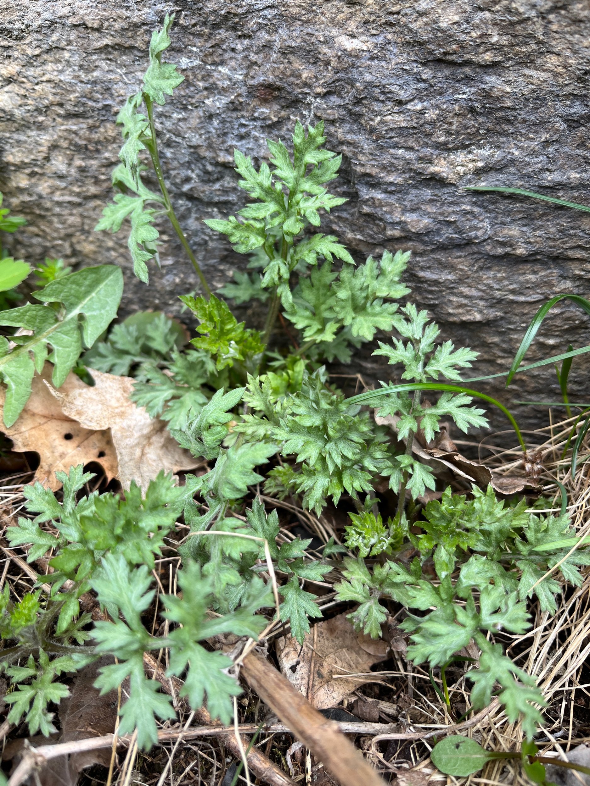 Mugwort! We have new mugwort products this year, and I am thrilled that the plants are already returning. 