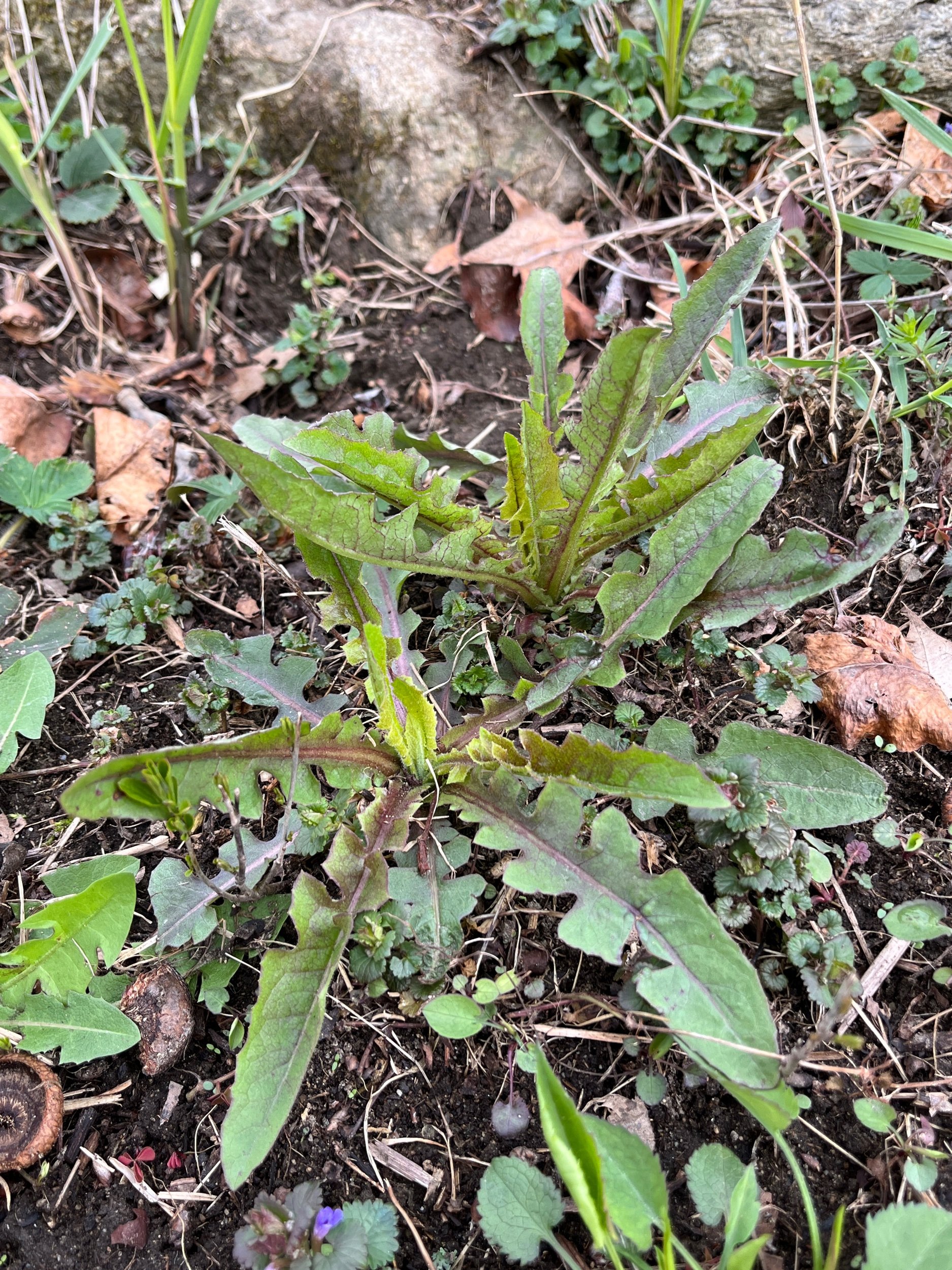  Wild lettuce. Inwish it was tasty like the domestic varieties, but I have come to appreciate its pain medicine. 