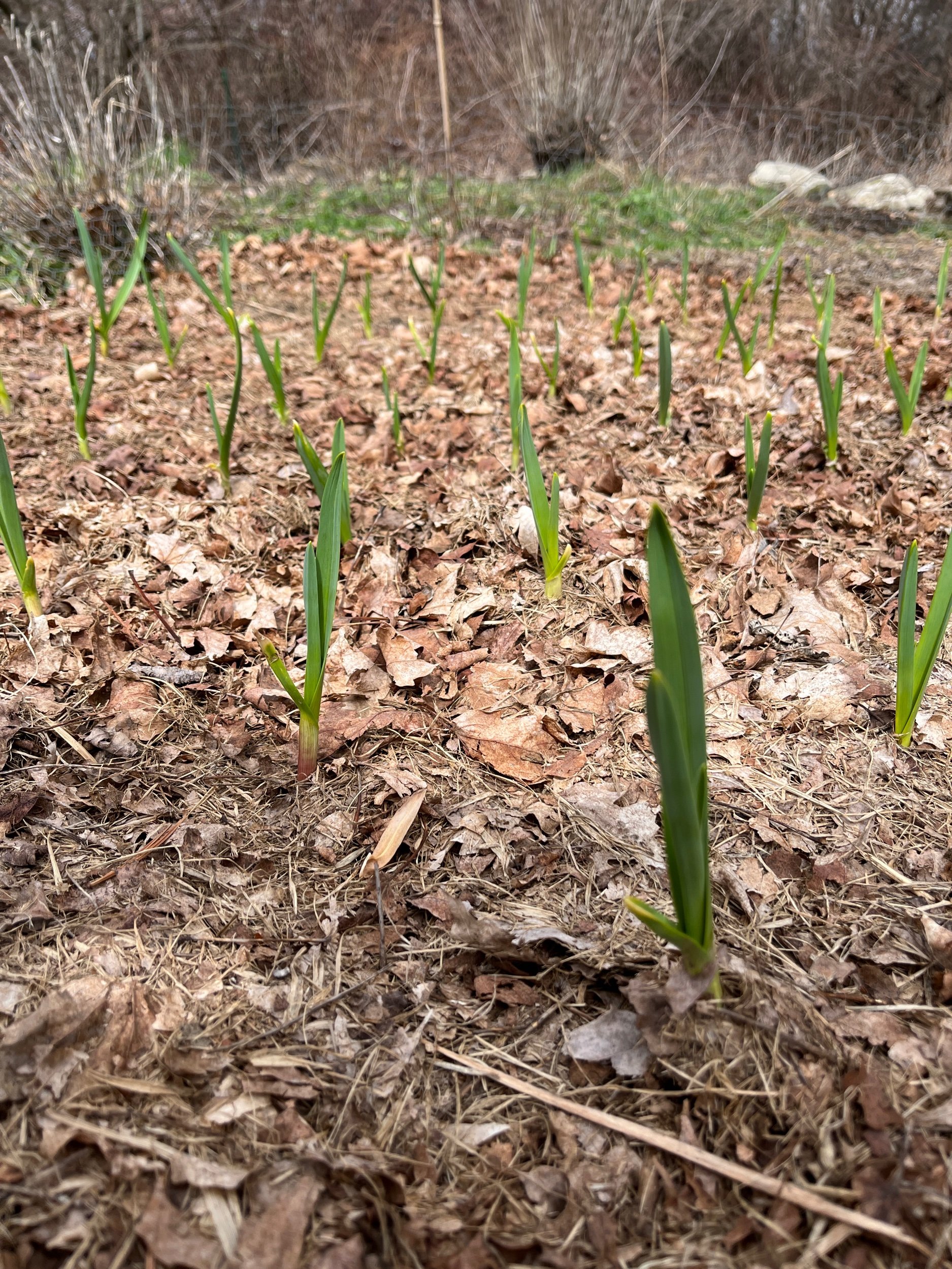  Hopefully we have enough garlic planted this year. Last year’s harvest just ran out, and we are months from another harvest. 