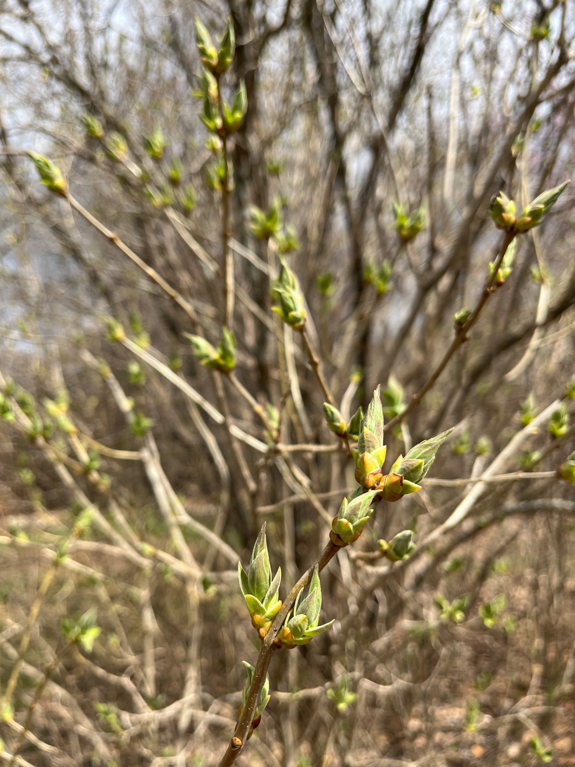  The lilacs are coming! The lilacs are coming! 