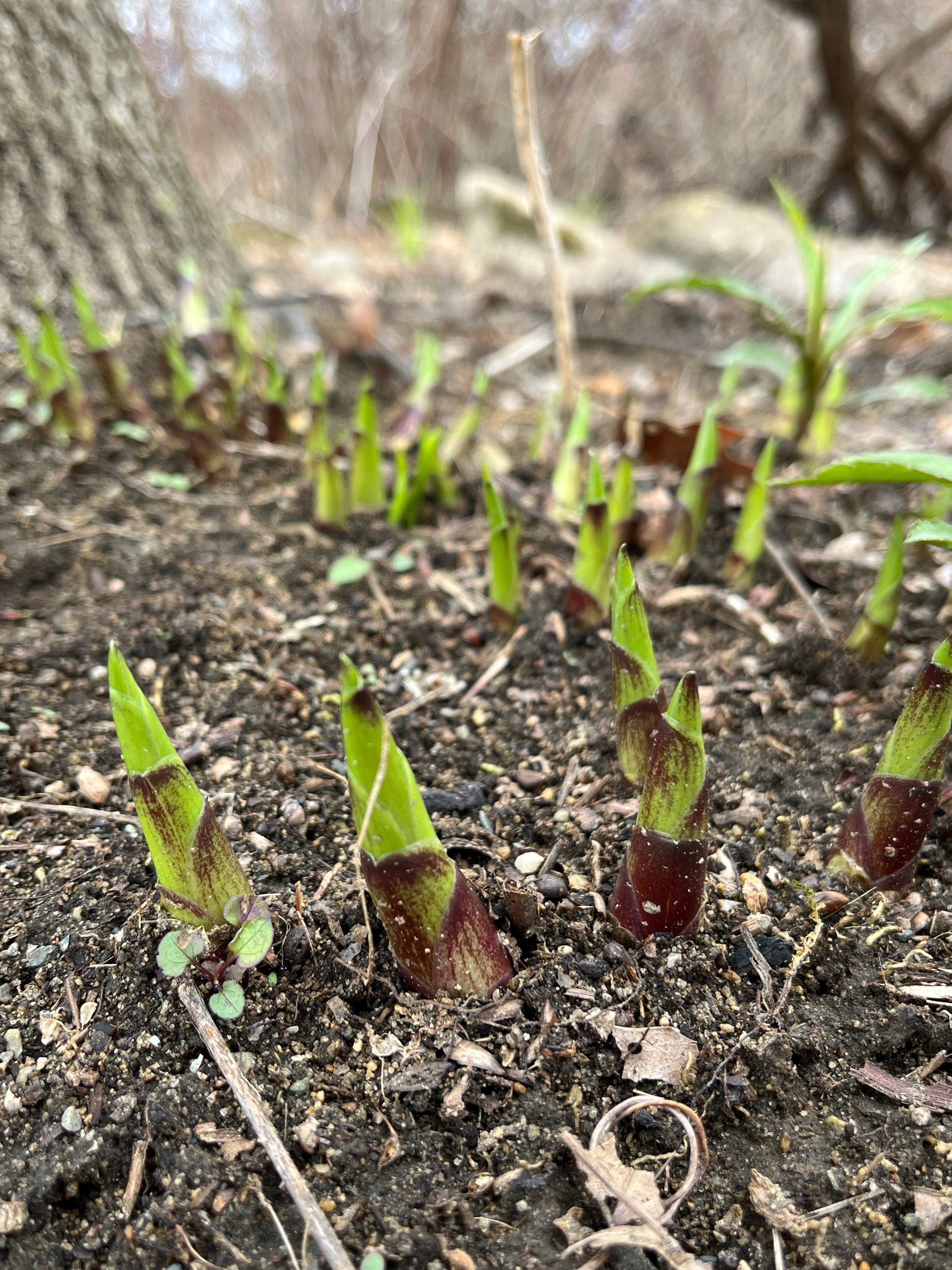  Hostas coming up slowly. They are technically edible, but I have never enjoyed them when a sampled them. 