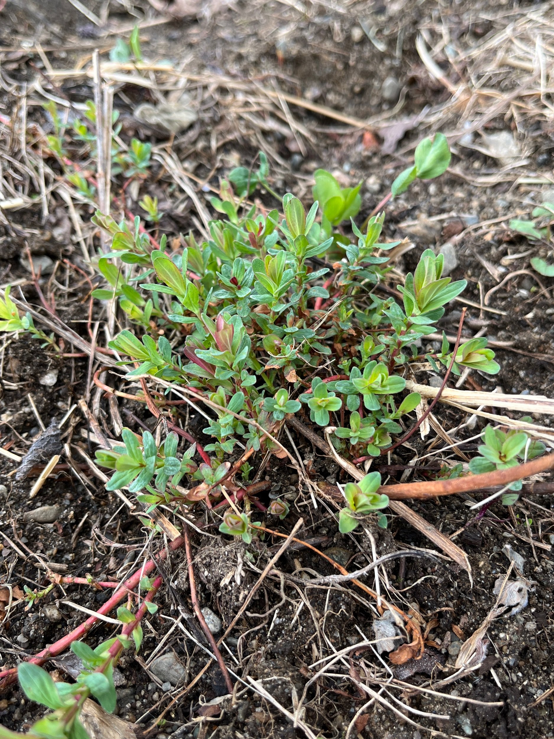  Last year was a bad year for St. John’s wort, but the beds and volunteers are growing strong already this year. 