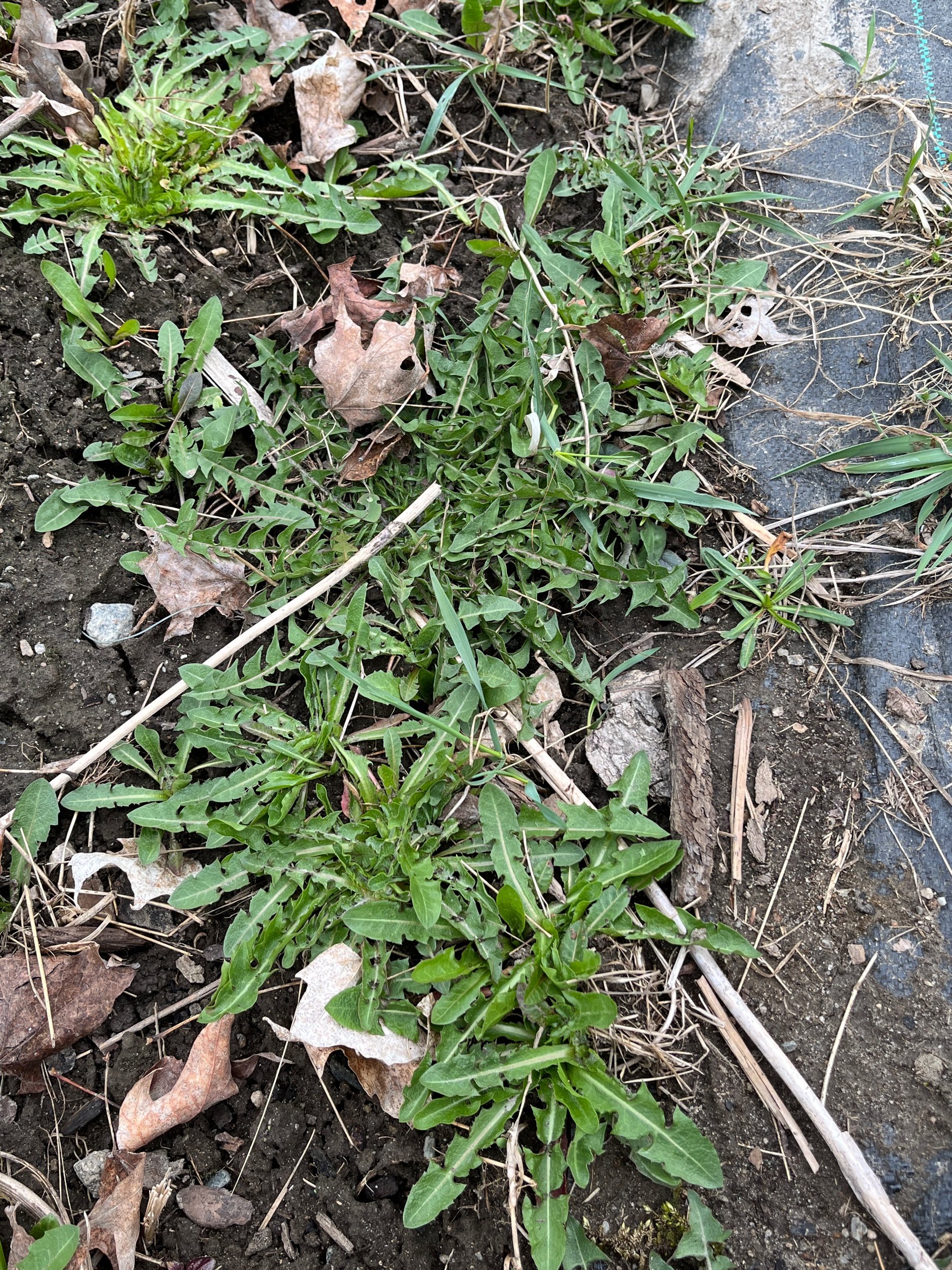  The dandelions are all over one of the garden beds, but I use them for green mulch along with plantain, so it is good to see them. They don’t need to be weeded. 
