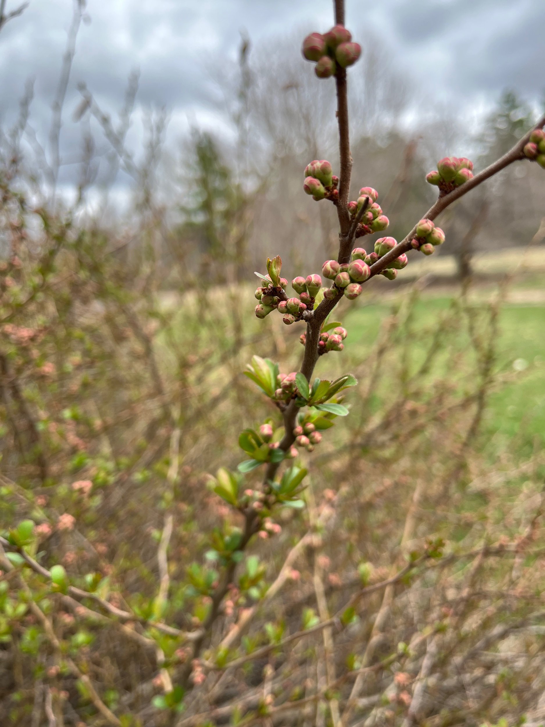  My favorite flowering quince is about to pop off! 