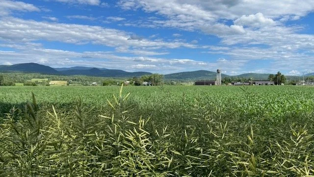 Land Acknowledgement