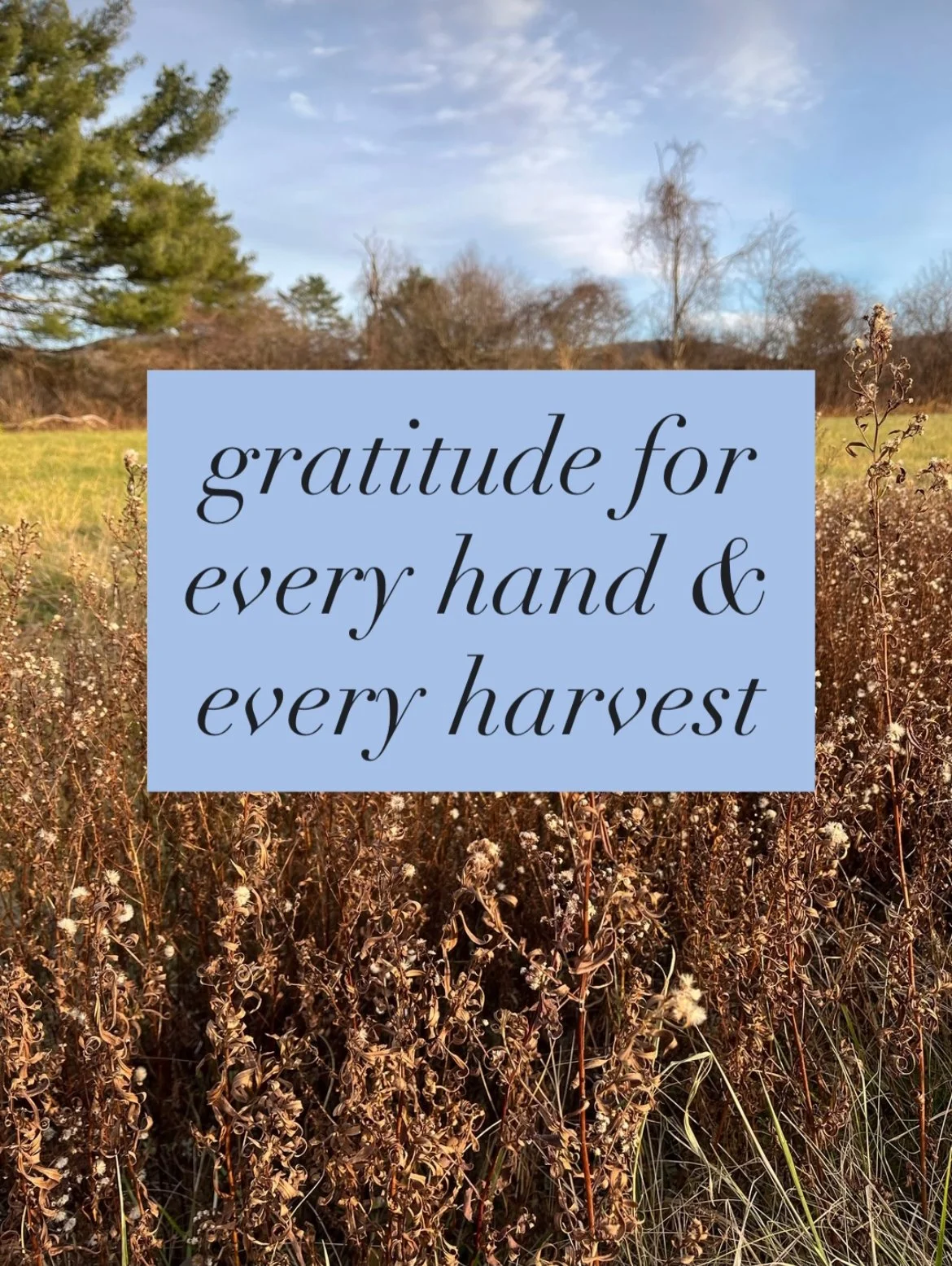Thanksgiving Reflection: Gratitude for Every Hand &amp; Every Harvest