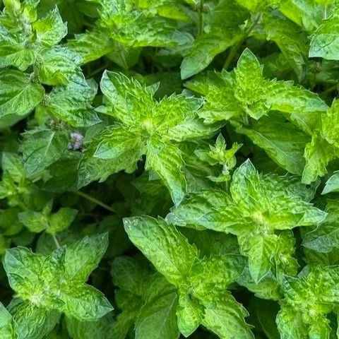 Spearmint
