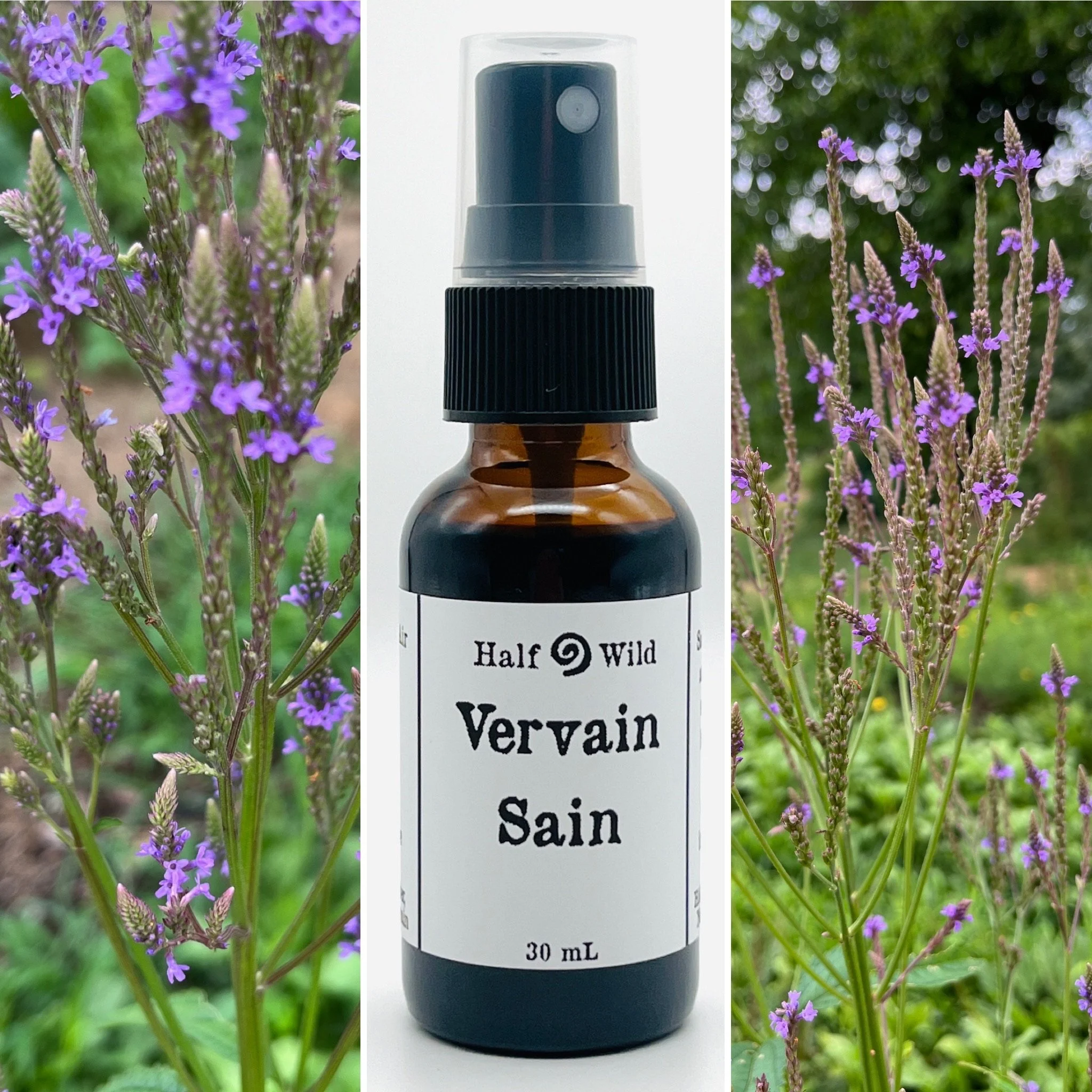 Vervain Sain | Focus
