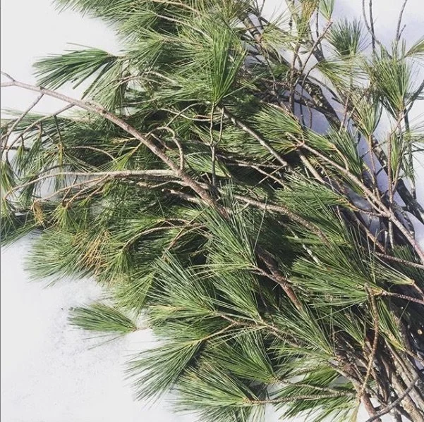 Pine Sain | Grounding