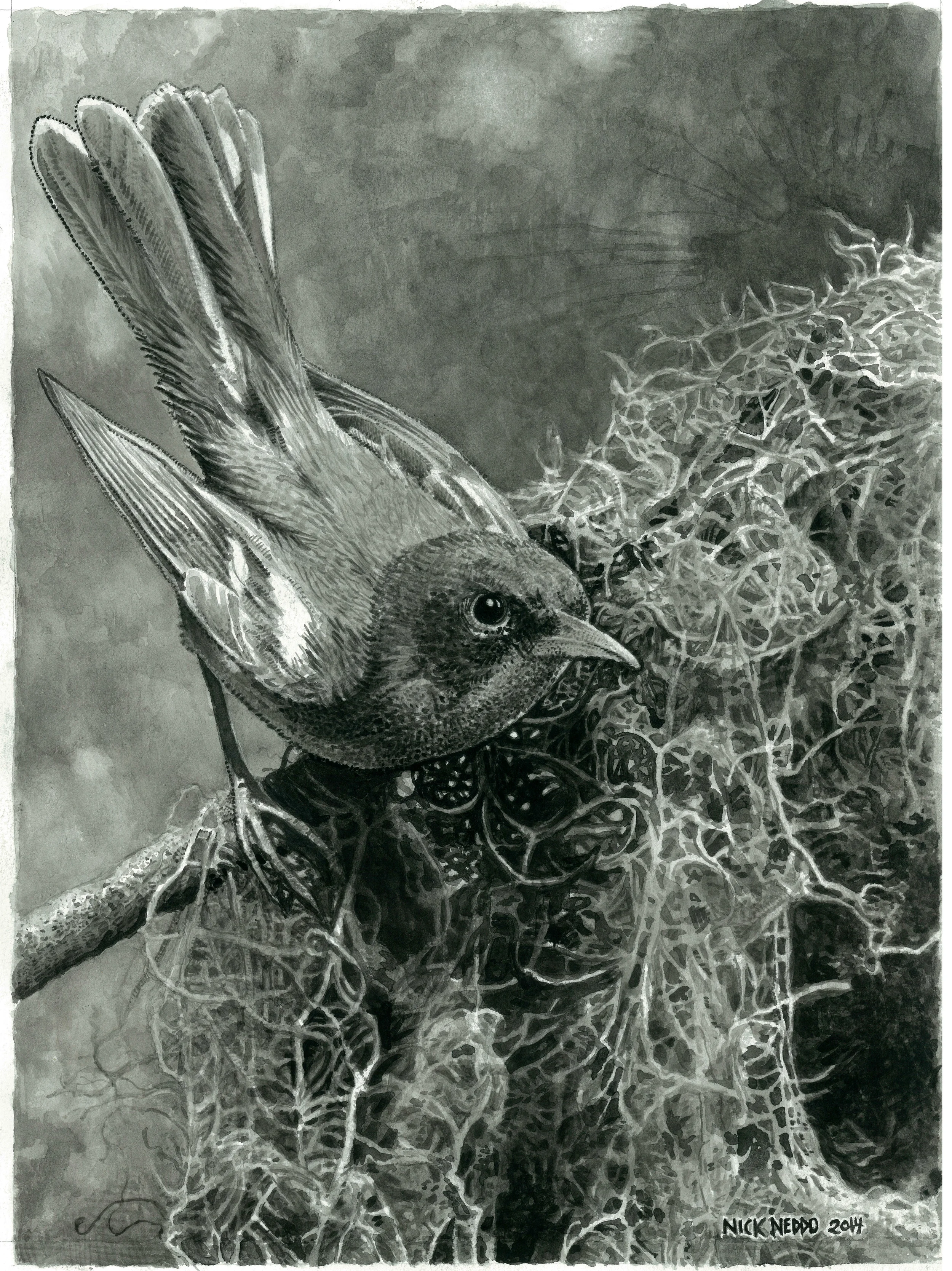 Northern Parula at her Nest