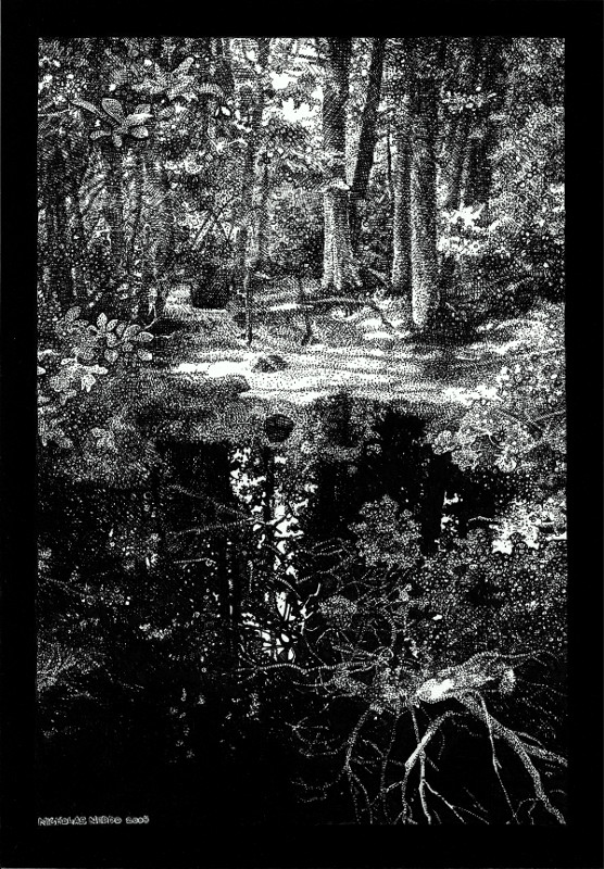 Quiet Waters: Atlantic White Cedar Swamp