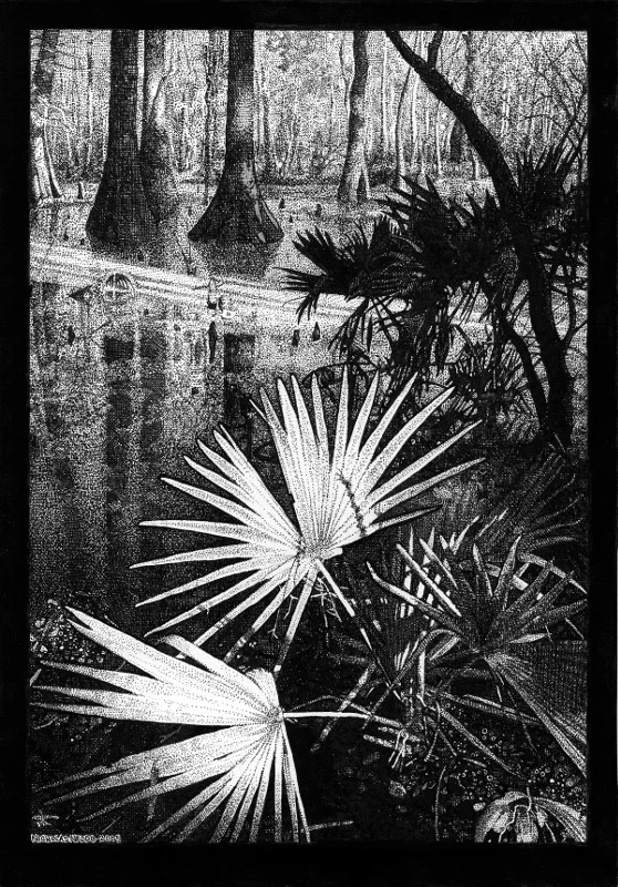 Bald Cypress Swamp