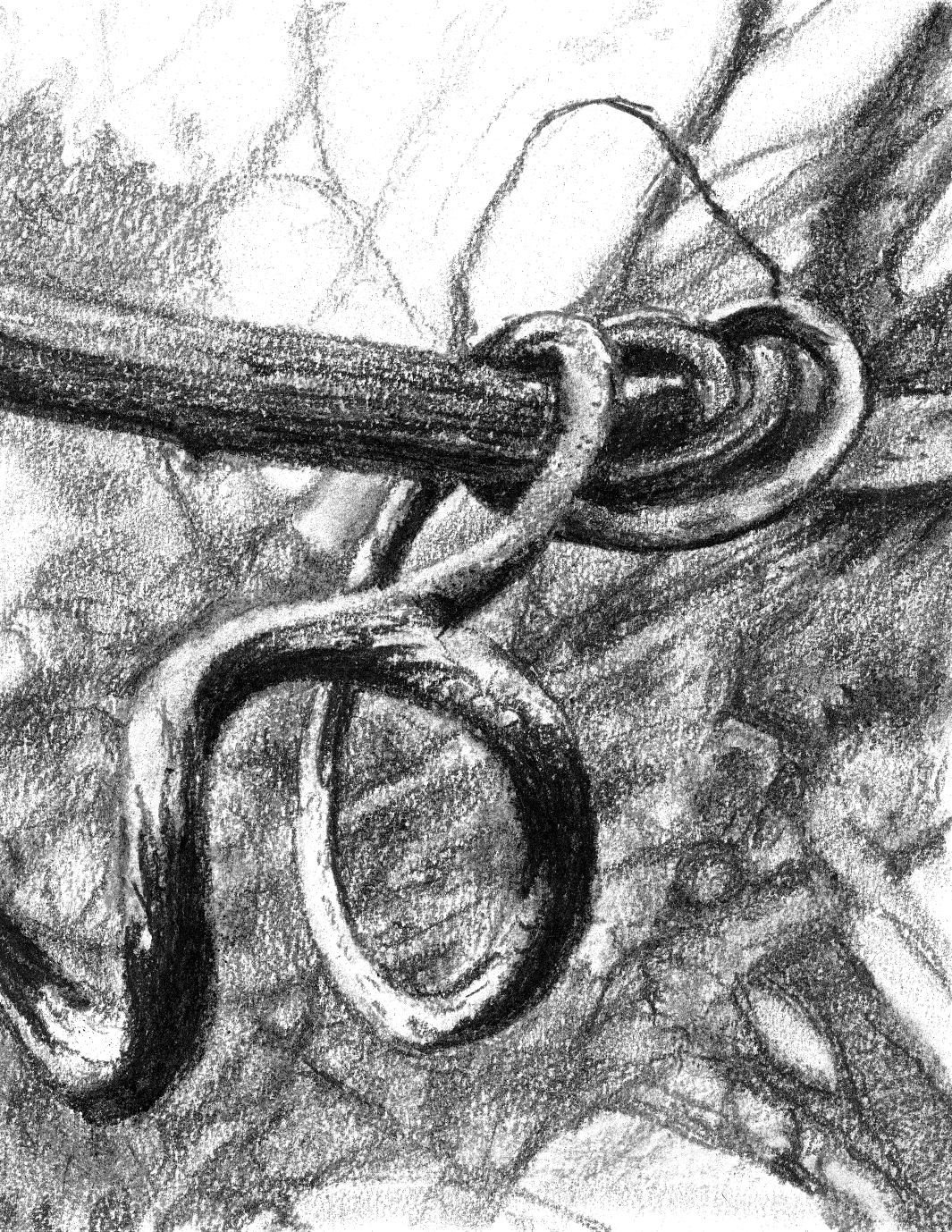 Wild Grape Vine Tendrils