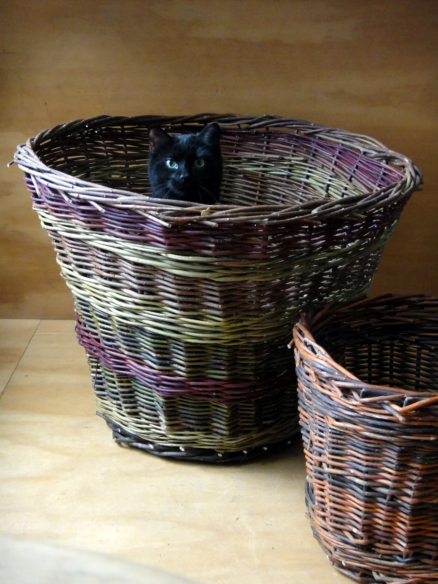 Cat in a Basket