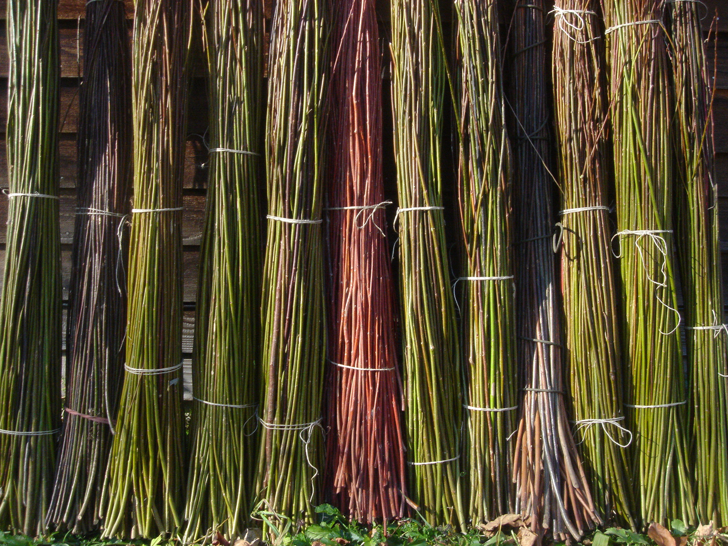 Willow rods, drafted and bundled