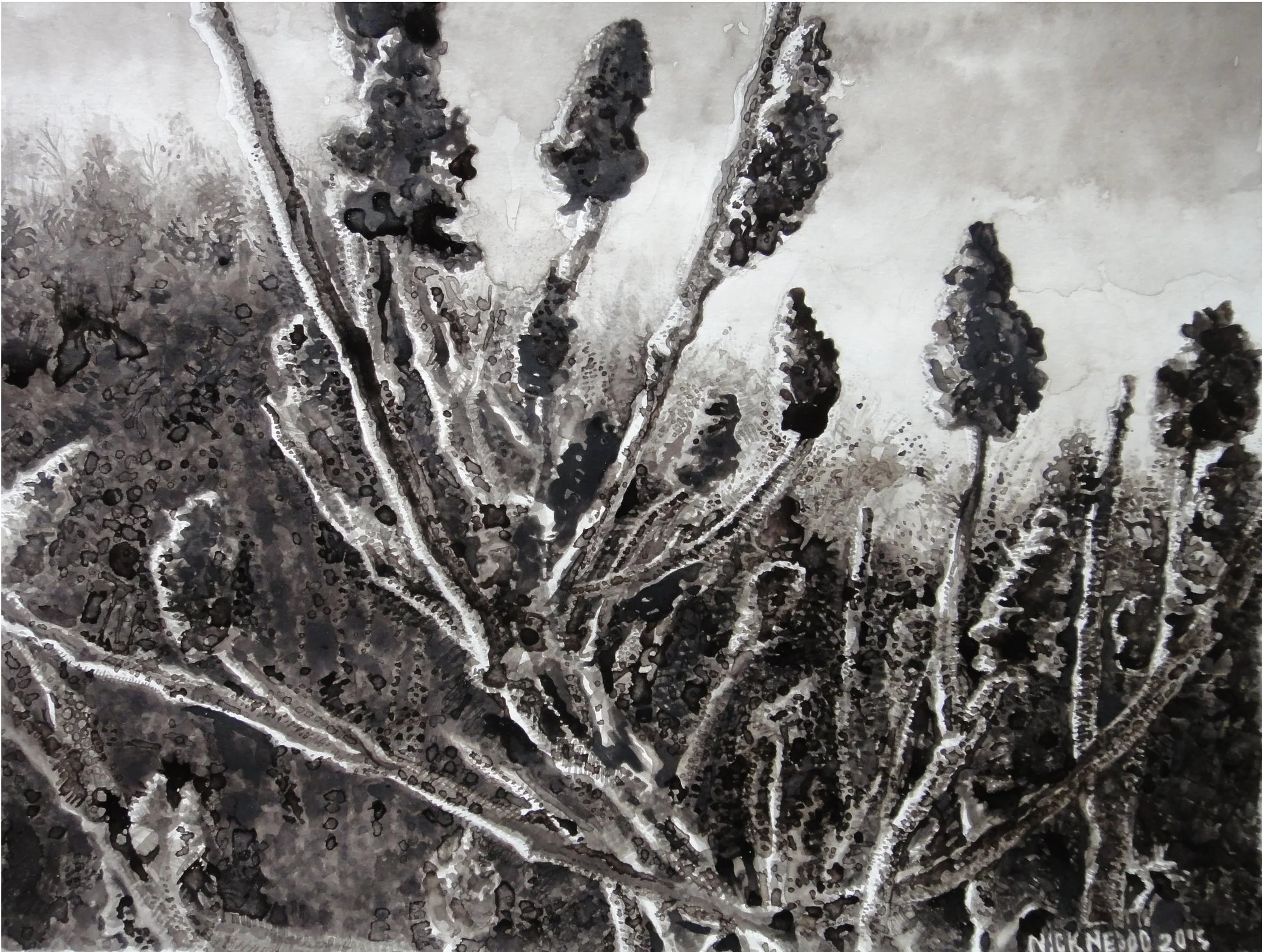 Staghorn Sumac