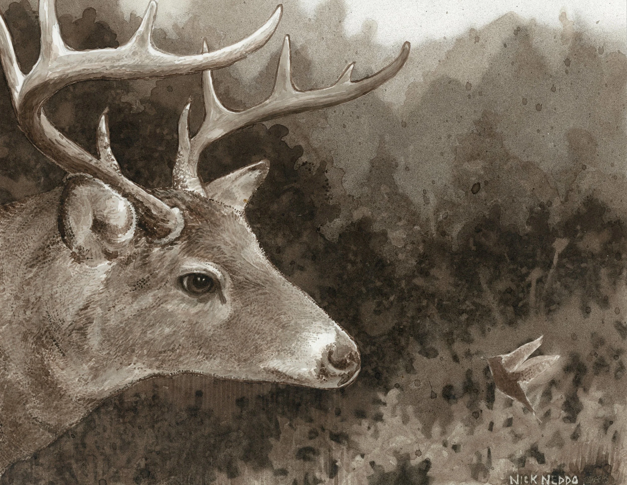 Hummingbird Talks with Buck