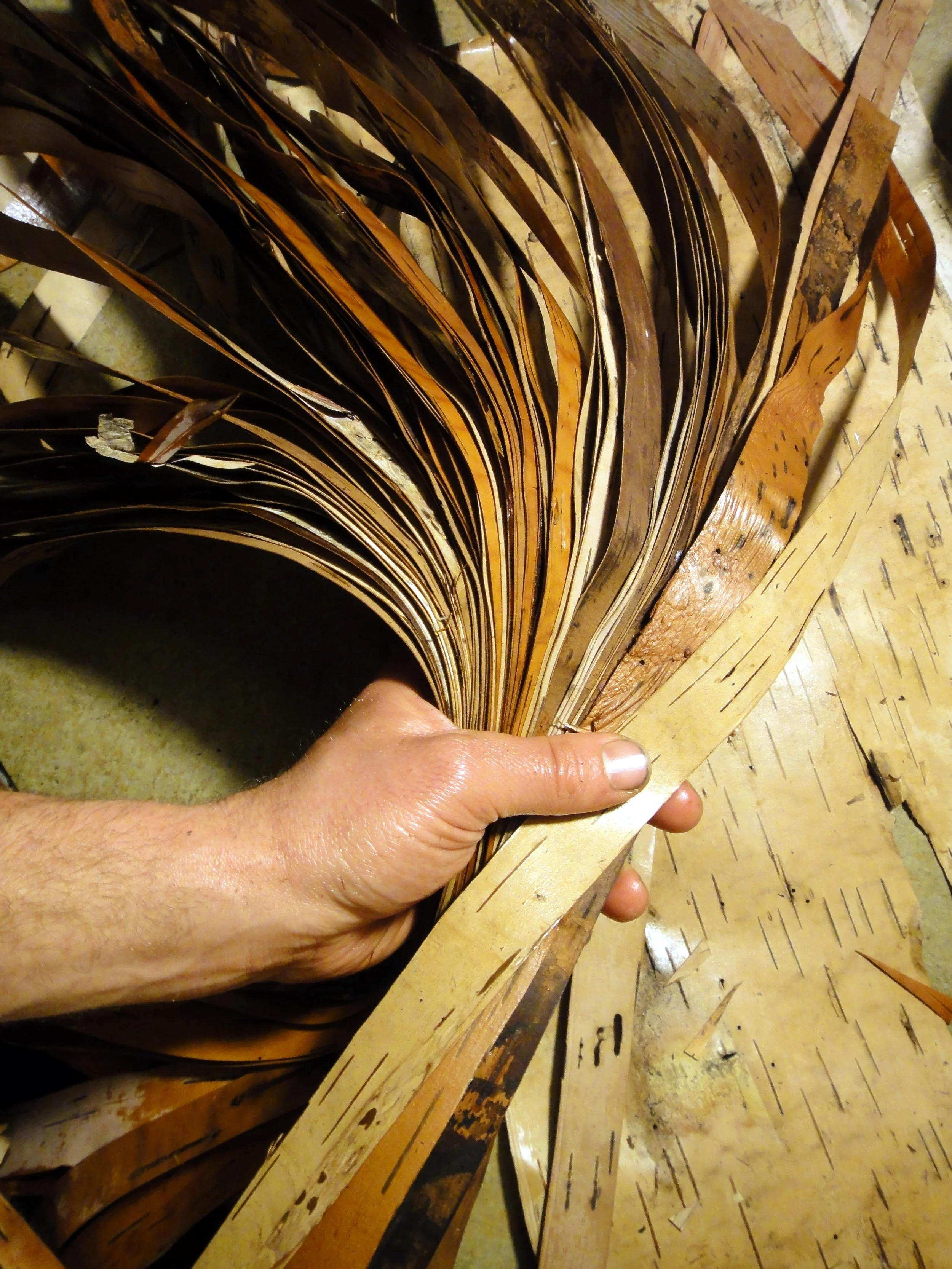 prepared splints of birch ready to weave.JPG