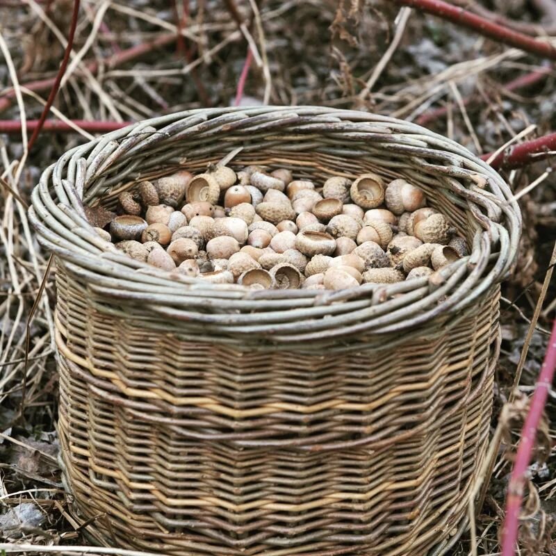 Sometimes i like to wonder: &quot;how many places and times in the past would this image fit into context?&quot;... How many hands have woven willow into a basket, and then gathered acorns into it? This way of reaching for a bigger picture perspectiv