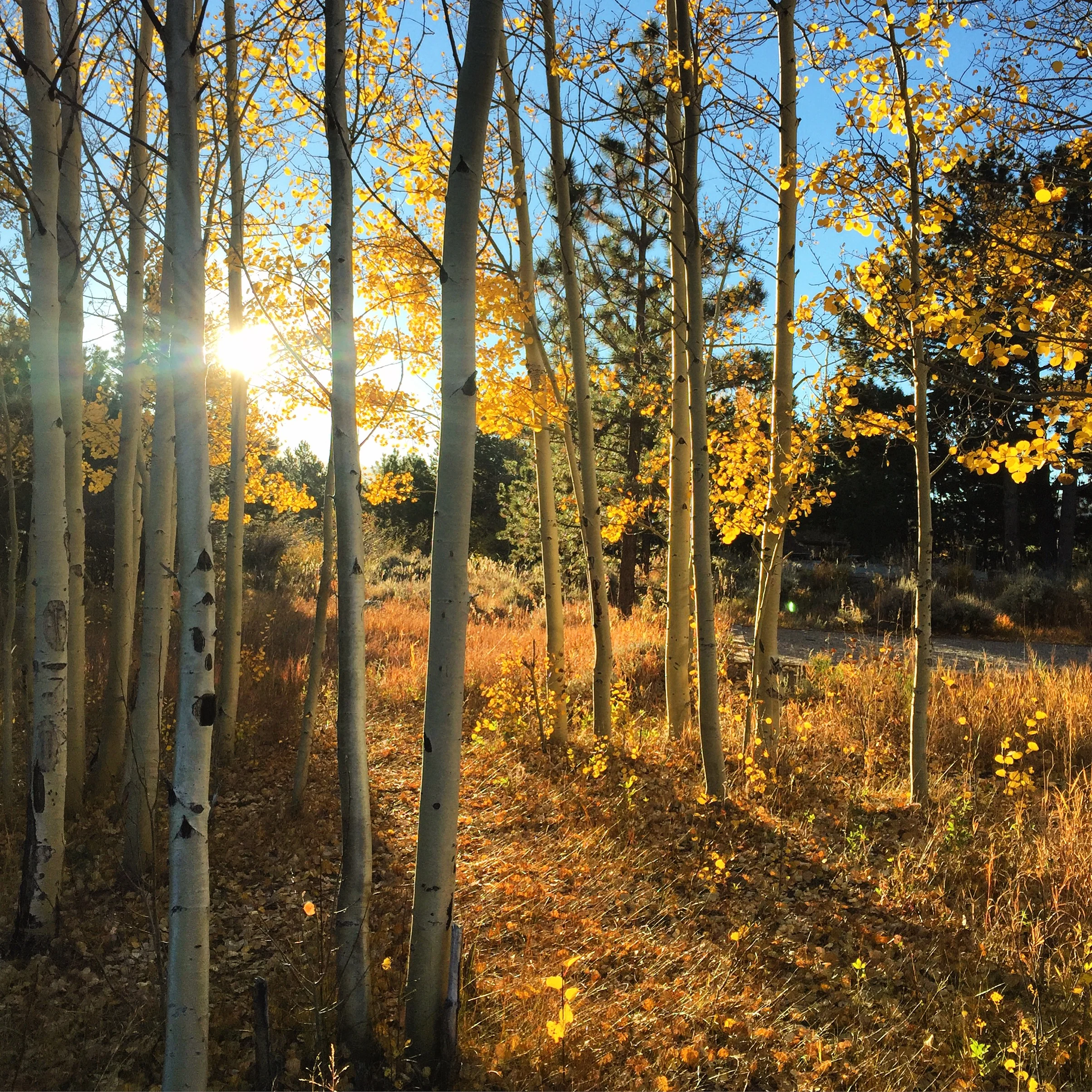 <strong>Aspen at Sunset</strong></a>Colorado, USA // 2015