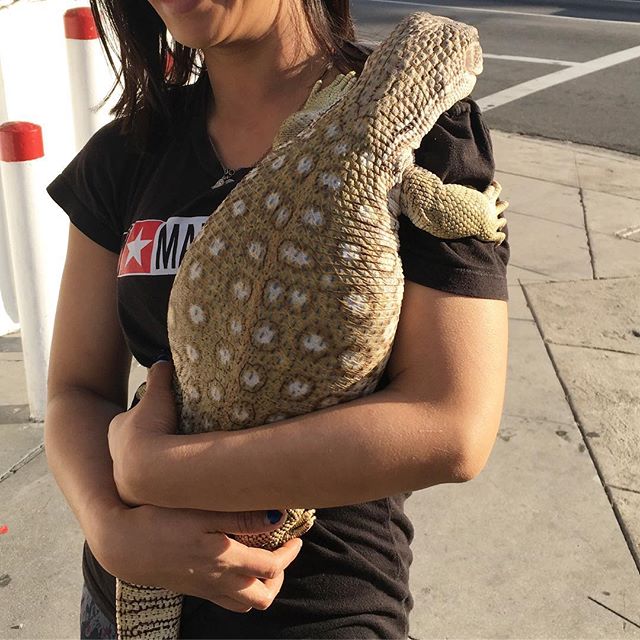 Gomez gives free hugs! 🤗 #monitorlizard