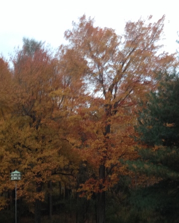 Part of the golden autumn view from my window and the porch - the martin house is in the foreground and beyond the trees a few yards, the lovely Porter Brook, where raccoon, possum, and albino skunk, coyote, beautiful families of deer and great blue heron come to water and stroll! A great motivation for an animal lover to work out the bugs - literally.