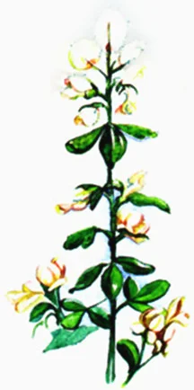 genista1.jpg