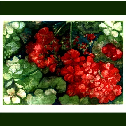 geranium.jpg