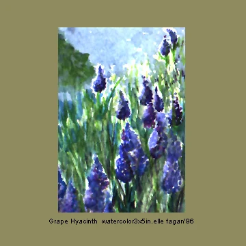 grapehyacinthP.jpg
