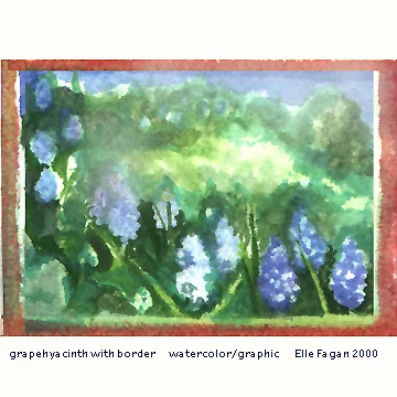 hyacinthborderP2000.jpg