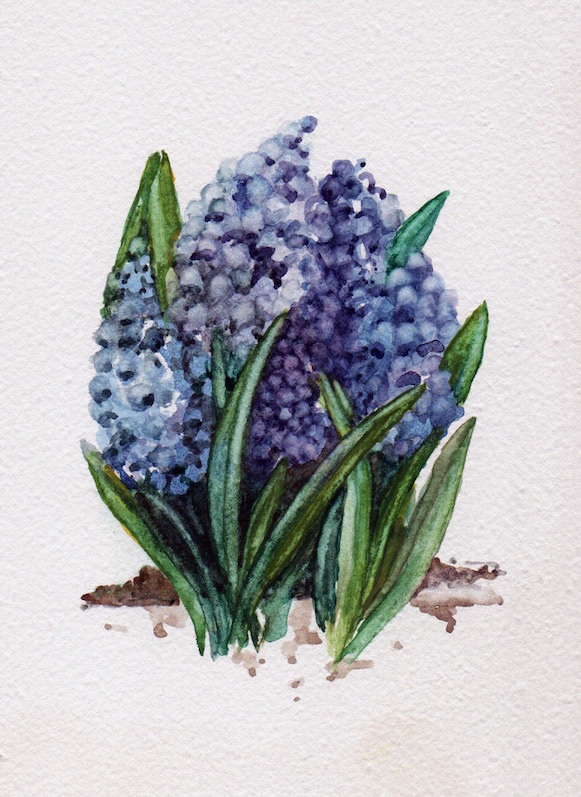 grapehyacinth-jan8 2016.jpeg
