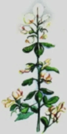 genista1.jpg