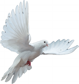 dove-1small.gif