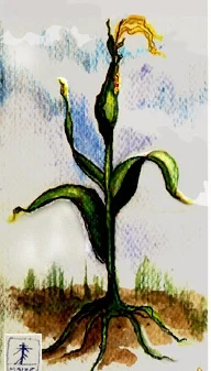 maize_iconharvest.jpg