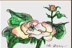 capejessamine2P.jpg