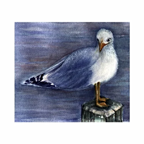 seagull.jpg