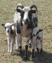 Jacob Sheep - Mommy and babes