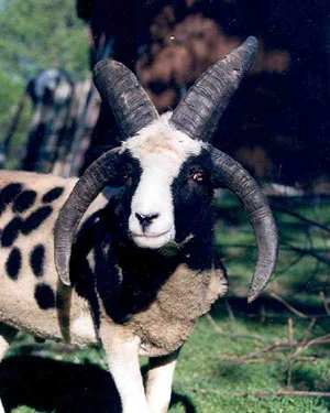 Jacob Sheep - Ram Four Horns